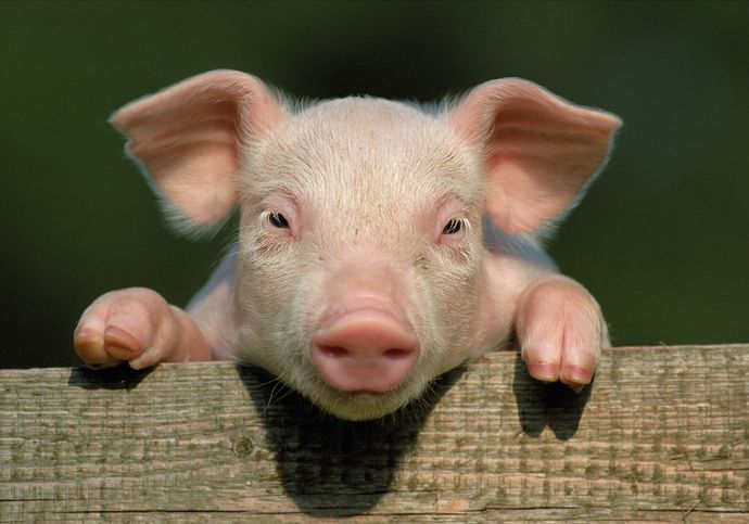 Do you think pigs are cute?