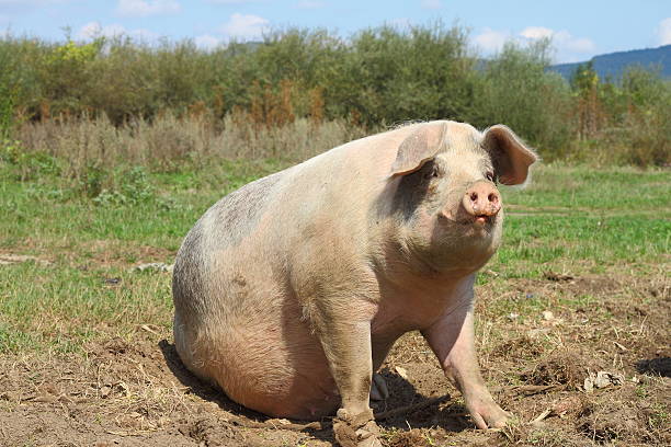 Do you think pigs are cute?