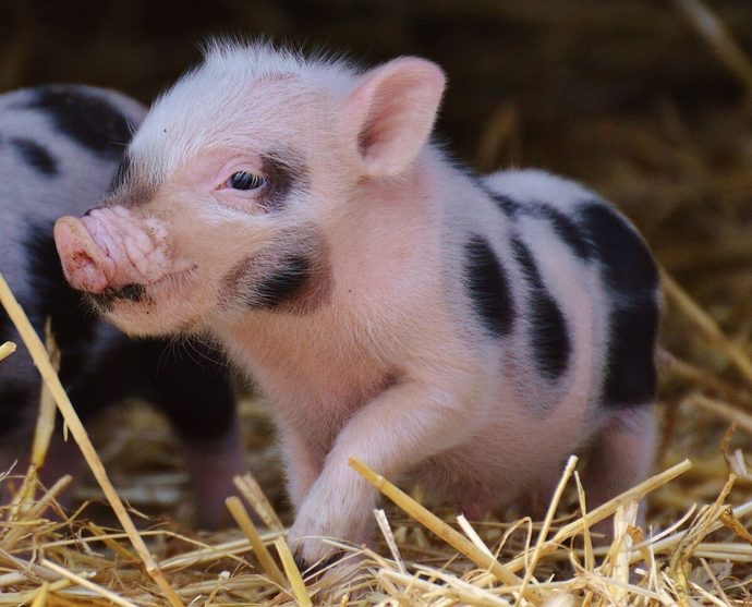 Do you think pigs are cute?