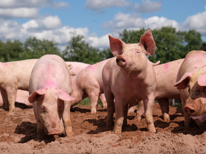 Do you think pigs are cute?
