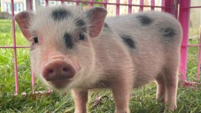 Do you think pigs are cute?