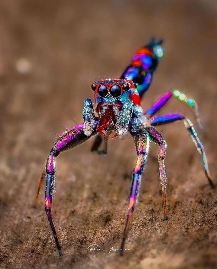 Girls, If I were to fill a container with jumping spiders and hand you it, would you appreciate this gift?