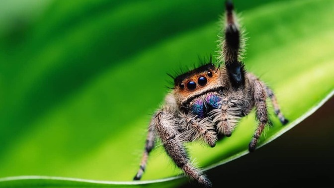 Girls, If I were to fill a container with jumping spiders and hand you it, would you appreciate this gift?