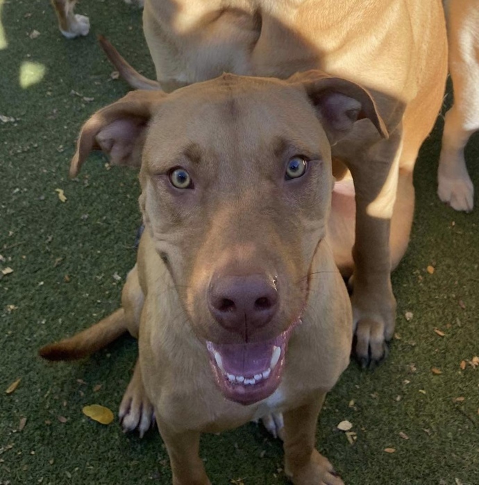 What breed does my dog look like he’s mixed with?