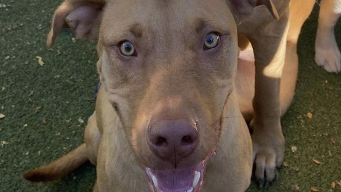 What breed does my dog look like he’s mixed with?