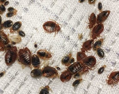 Are you scared of the french bedbugs?