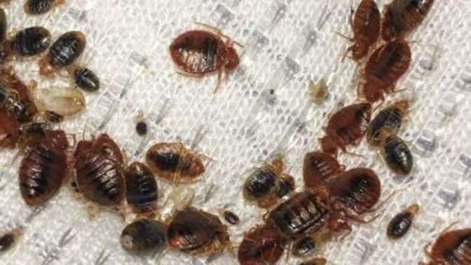 Are you scared of the french bedbugs?