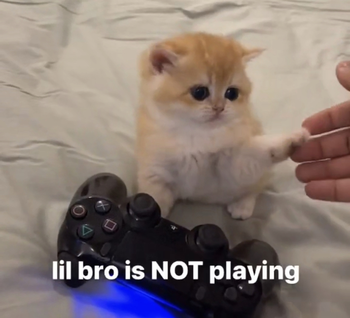 How can cats be considered smart when they can’t even order a pizza?