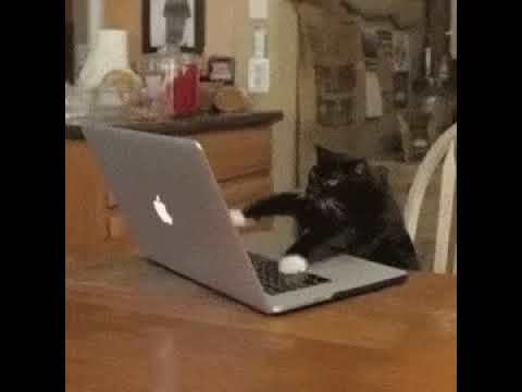 How can cats be considered smart when they can’t even order a pizza?