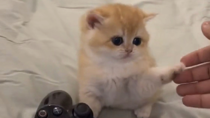 How can cats be considered smart when they can’t even order a pizza?