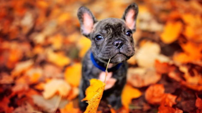 What's your favorite season and why?