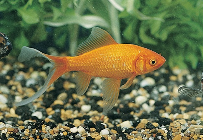 Goldfish, hamsters or parakeets?