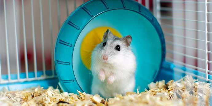 Goldfish, hamsters or parakeets?
