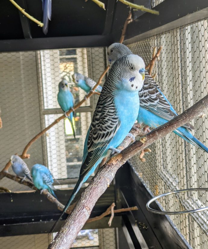Goldfish, hamsters or parakeets?