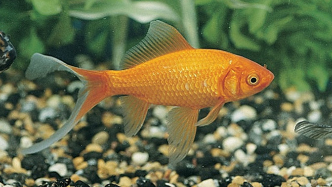 Goldfish, hamsters or parakeets?