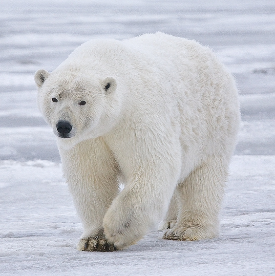 On the colder and lighter side, what is your favorite white animal?