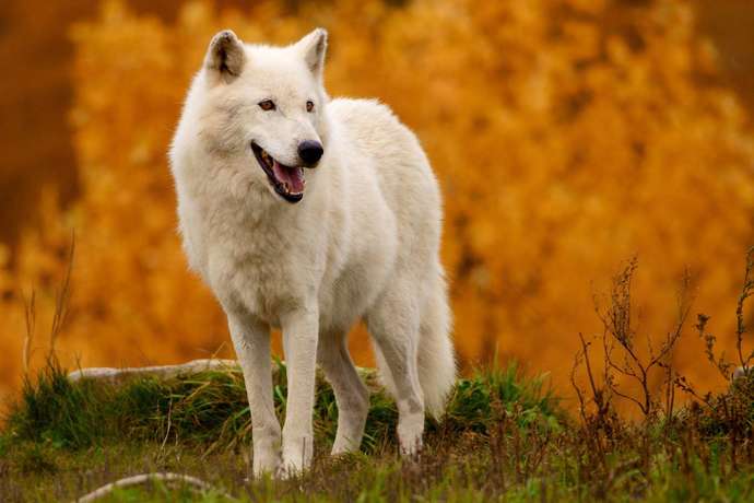 On the colder and lighter side, what is your favorite white animal?