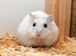 On the colder and lighter side, what is your favorite white animal?