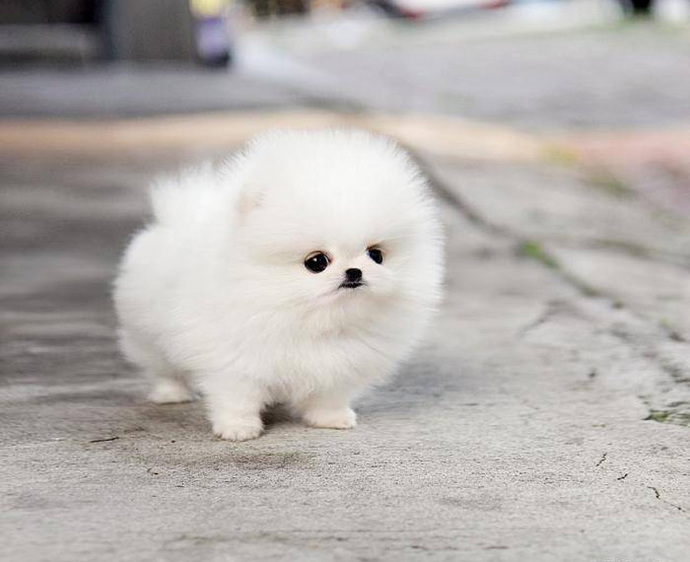 On the colder and lighter side, what is your favorite white animal?