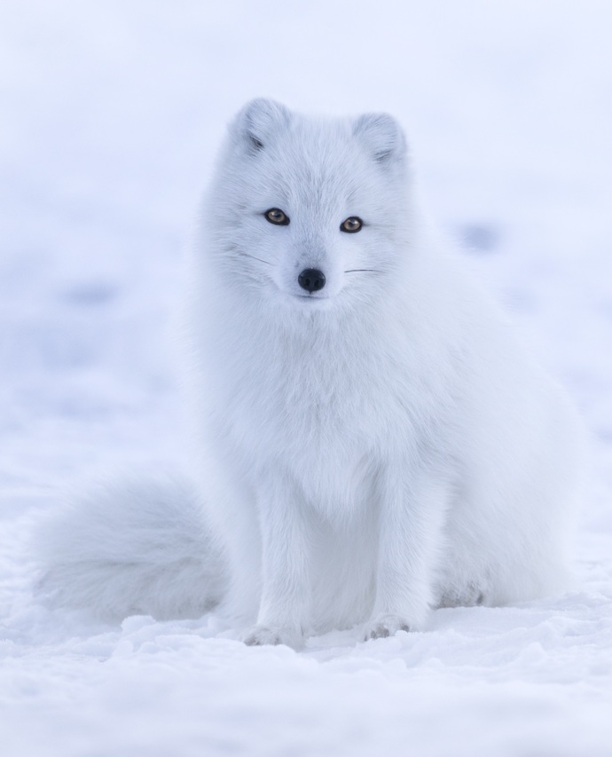 On the colder and lighter side, what is your favorite white animal?