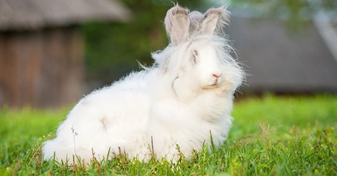 On the colder and lighter side, what is your favorite white animal?