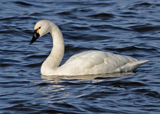 On the colder and lighter side, what is your favorite white animal?
