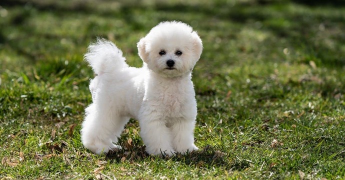 On the colder and lighter side, what is your favorite white animal?