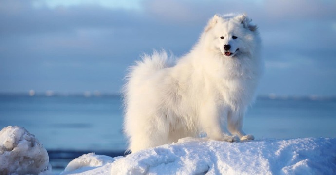 On the colder and lighter side, what is your favorite white animal?