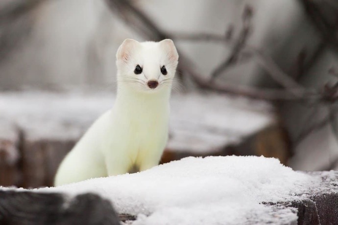 On the colder and lighter side, what is your favorite white animal?