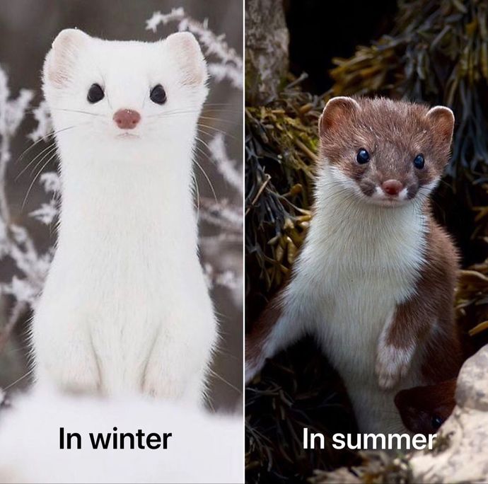 On the colder and lighter side, what is your favorite white animal?