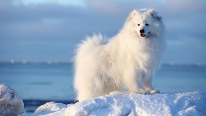 On the colder and lighter side, what is your favorite white animal?