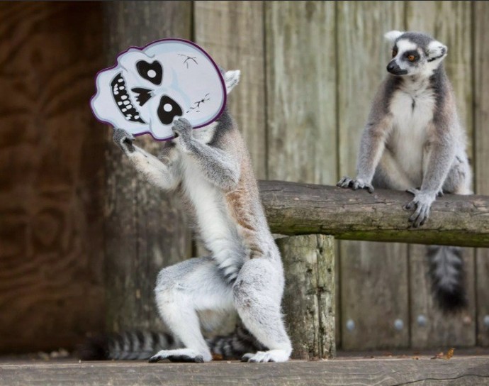 Which lemur is the scariest?
