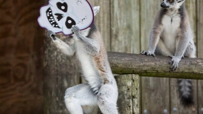 Which lemur is the scariest?