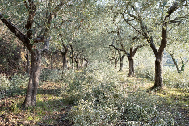 olive trees