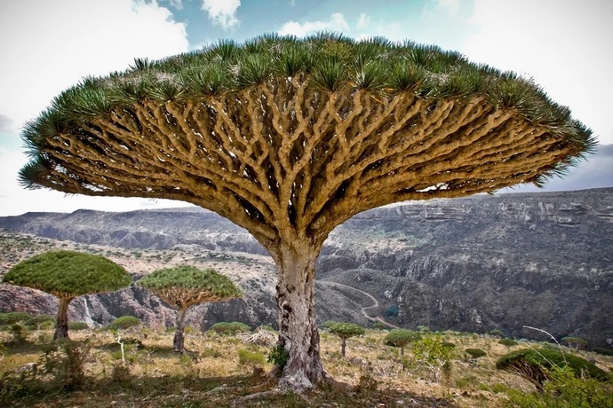 What is your favourite tree?