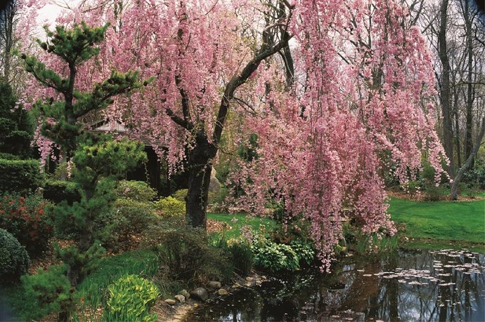 cherry blossom trees