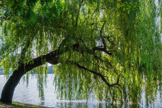 weeping willows