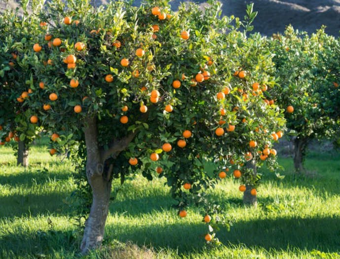orange trees