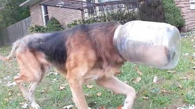 Don't you hate it when you get your head stuck in a cheese puff container?