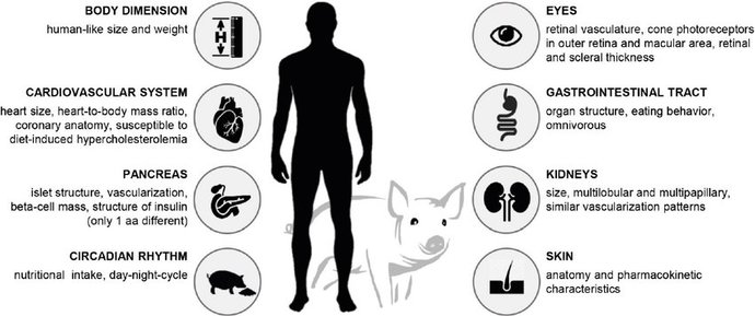 Does it weird you out how similar pigs are to humans?