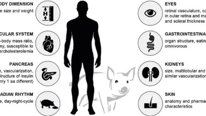 Does it weird you out how similar pigs are to humans?