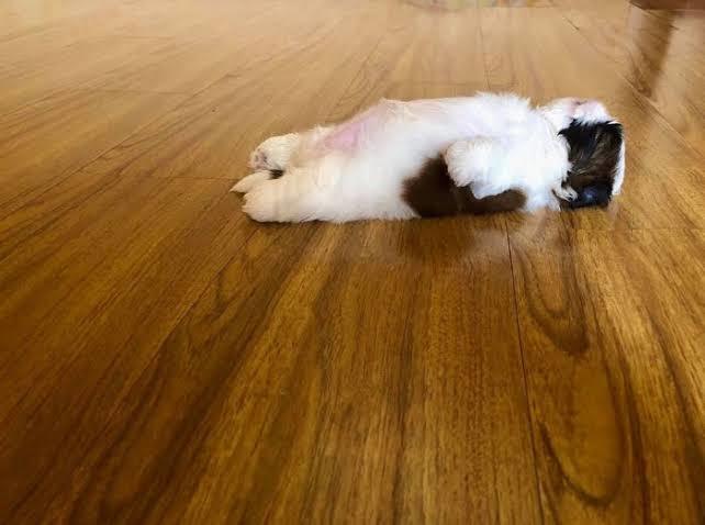 Sleeping on their back