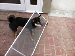 No me but my Bernese Mountain Dog has knocked the screen door off a few times.