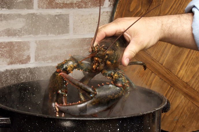 Do you kill your lobster before boiling?
