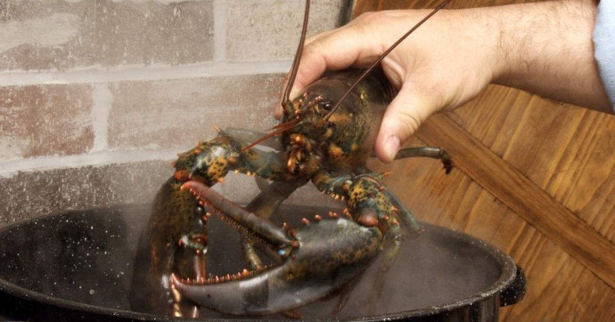 Do you kill your lobster before boiling? GirlsAskGuys