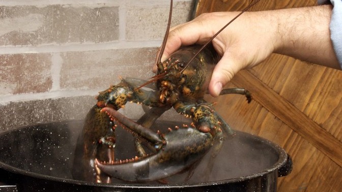 Do you kill your lobster before boiling?
