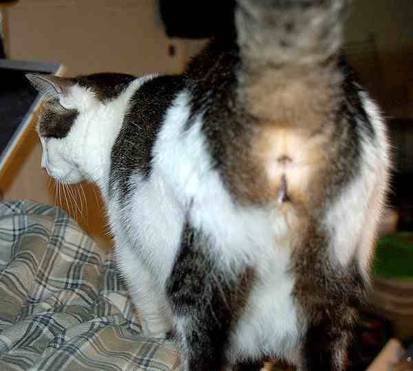 Do guys not like cats as much as girls? Is this a common gender perception?