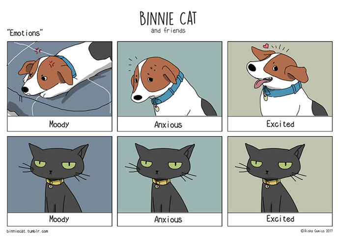 Do guys not like cats as much as girls? Is this a common gender perception?