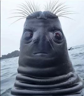 Dolphins or seals?