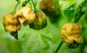 Would you try pepper X?